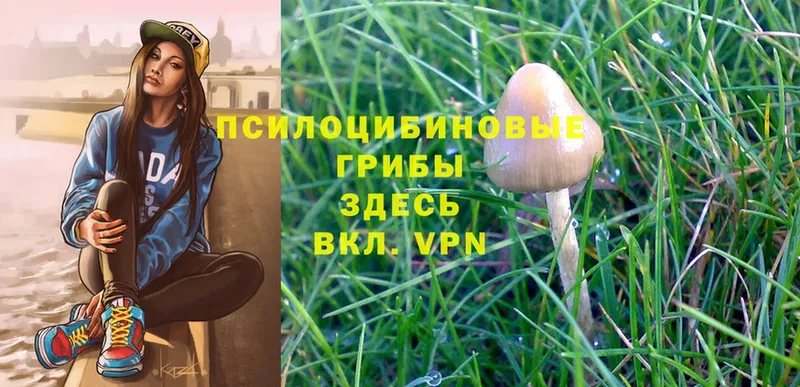 где найти   Каспийск  Псилоцибиновые грибы MAGIC MUSHROOMS 